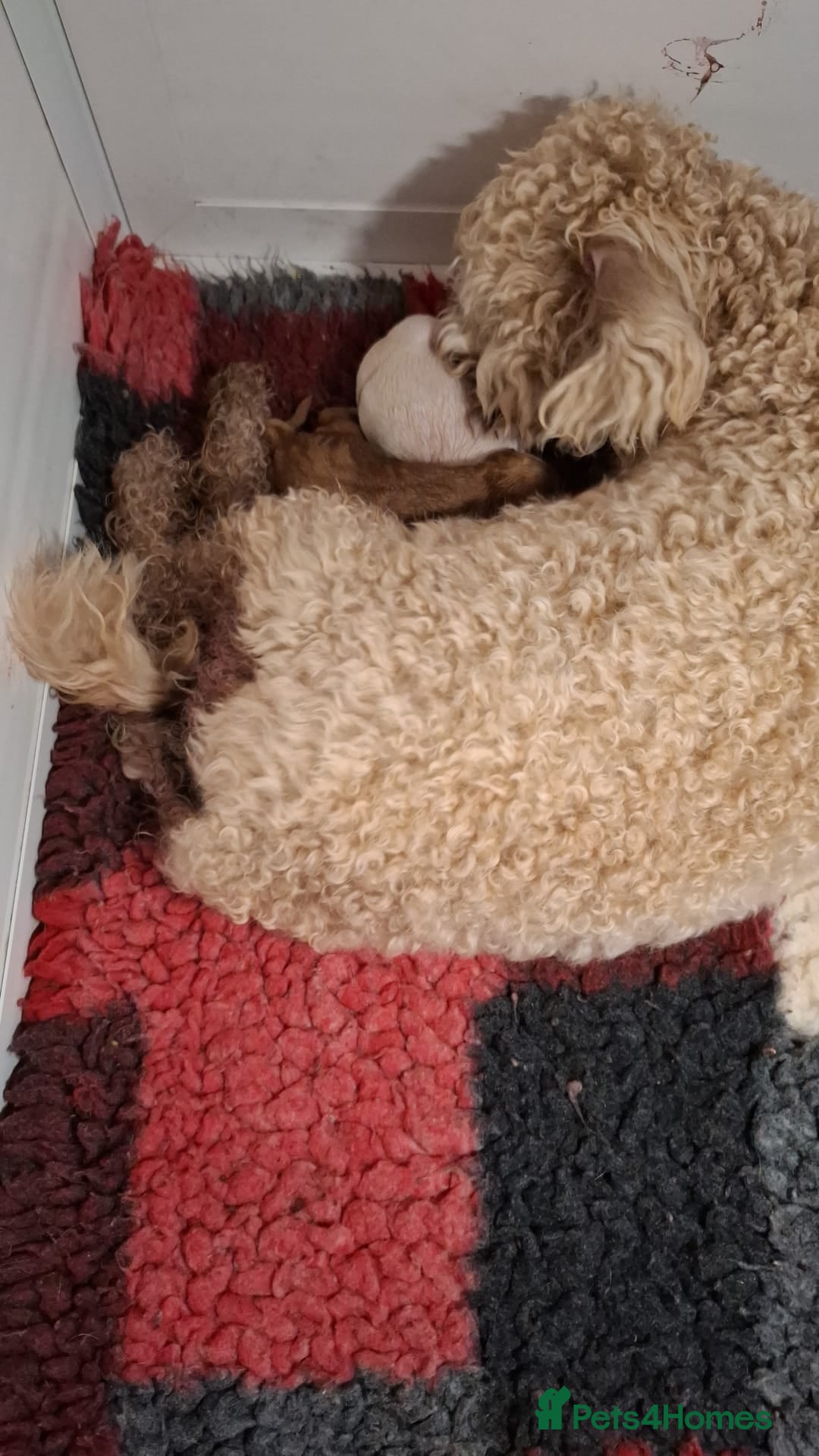 Cavapoochon dogs for sale: Beautiful Ruby Boy - Advert 3