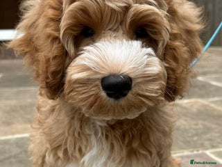 Mixed Breed dogs Authentic Annetteslabradoodles/Cobberdogs - Advert 2