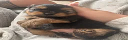 Mixed Breed dogs for sale: Pomeranian cross dachshund/border  - Advert 12
