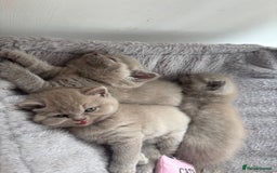 British Shorthair cats for sale: Lilic GCCF registered active champion lines  - Image 20