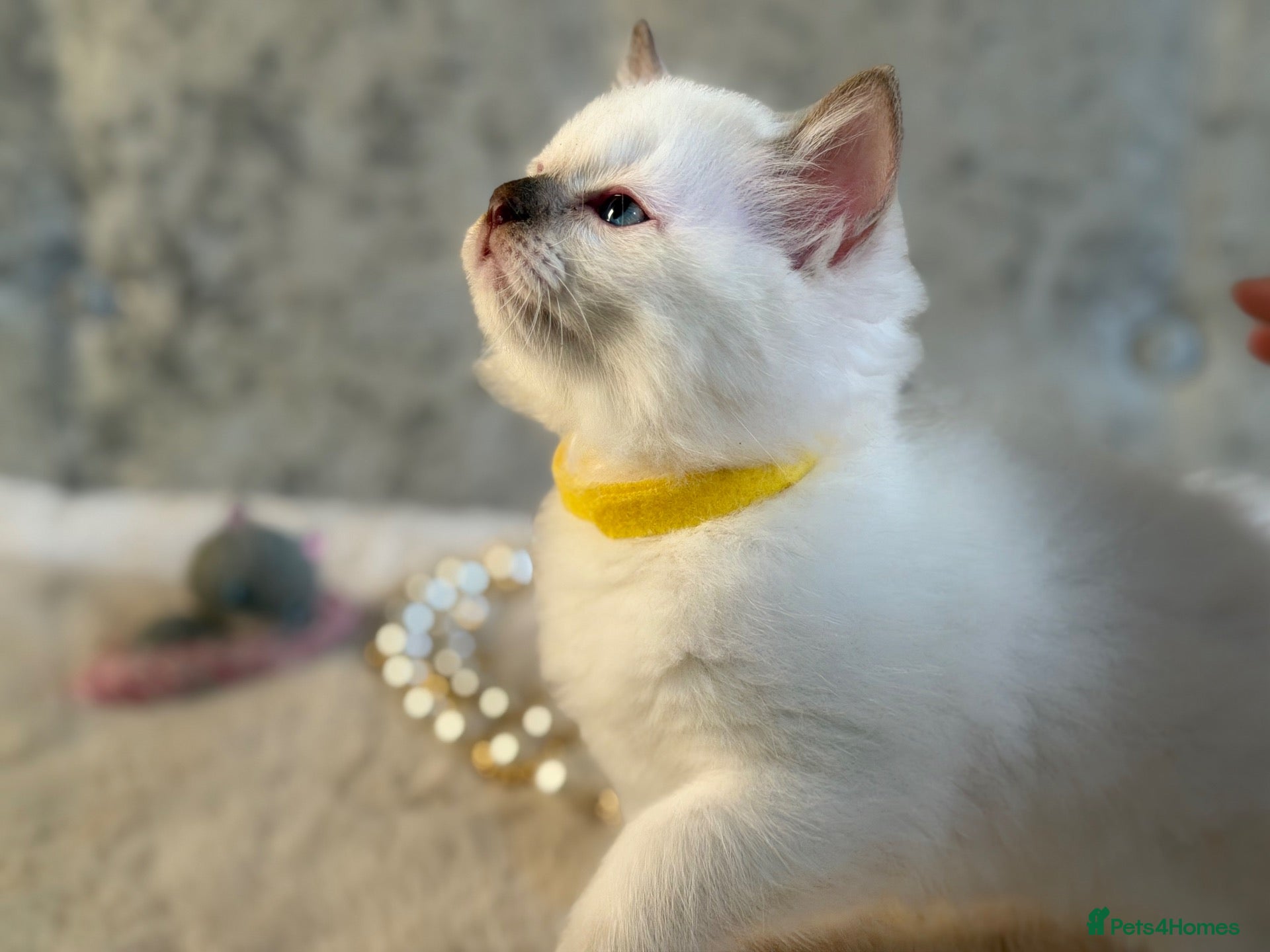 Ragdoll cats Stunning 🌟 Ragdoll Kittens 🌟  - Advert 1