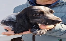 Cocker Spaniel dogs for sale: Working cocker spaniel pups - Image 10