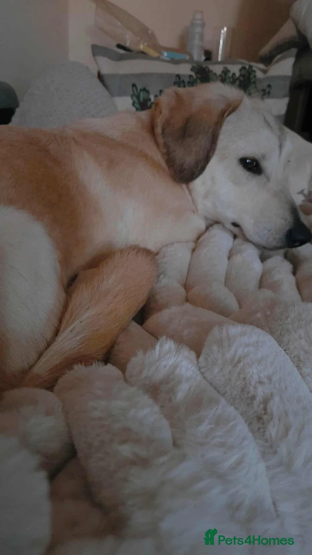 Mixed Breed dogs for adoption: ROXANNE - Advert 19