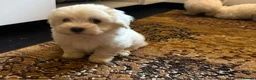 Maltese dogs for sale: Bichon Maltese mini toy pure breed  - Advert 3