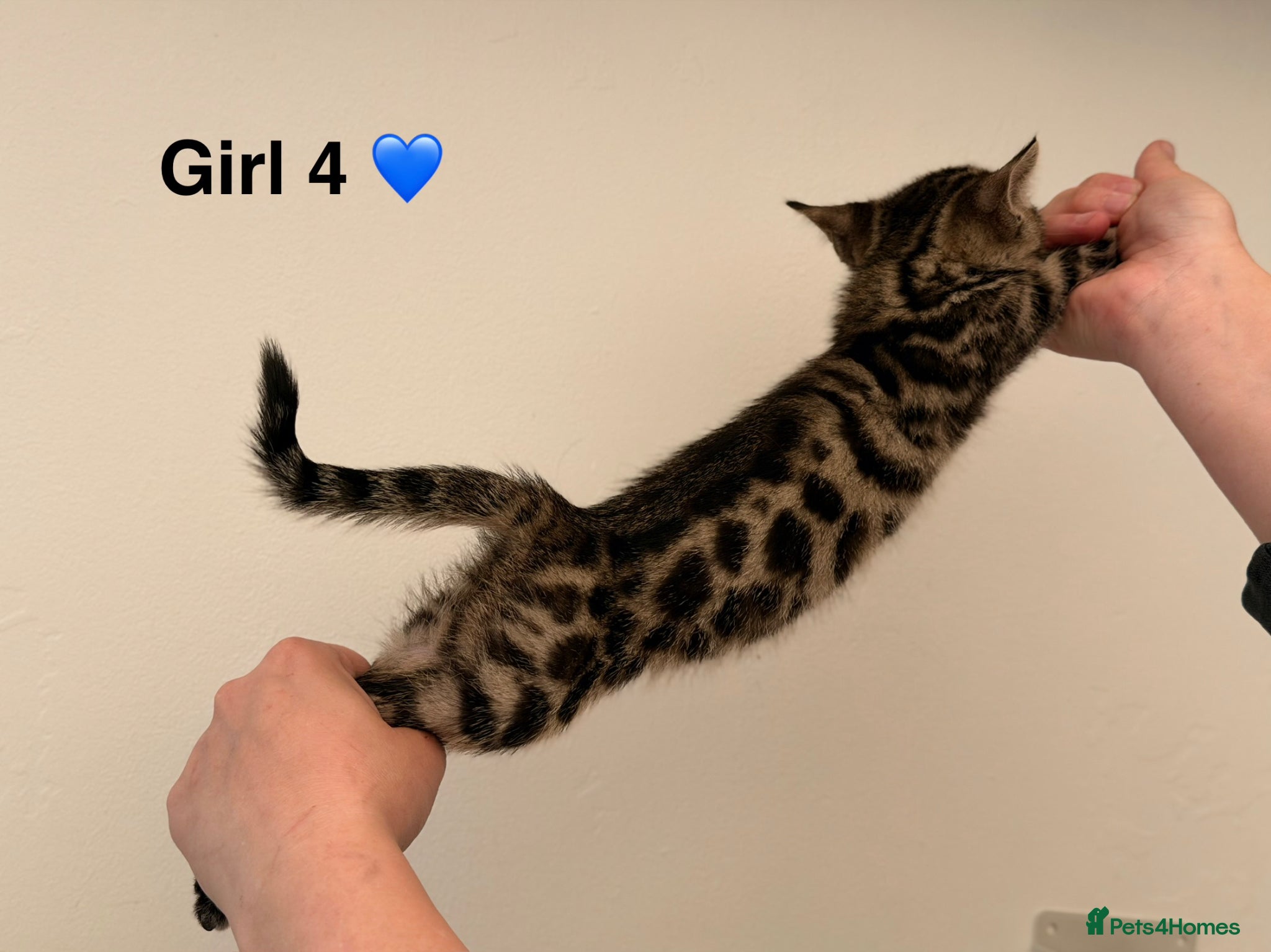 Bengal cats 🖤🧡🐆4 bengal girls 🐆🧡🖤 - Advert 6