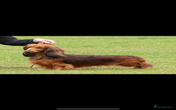 Miniature Dachshund dogs for sale: Mini long hair dapple dachshunds - Image 5