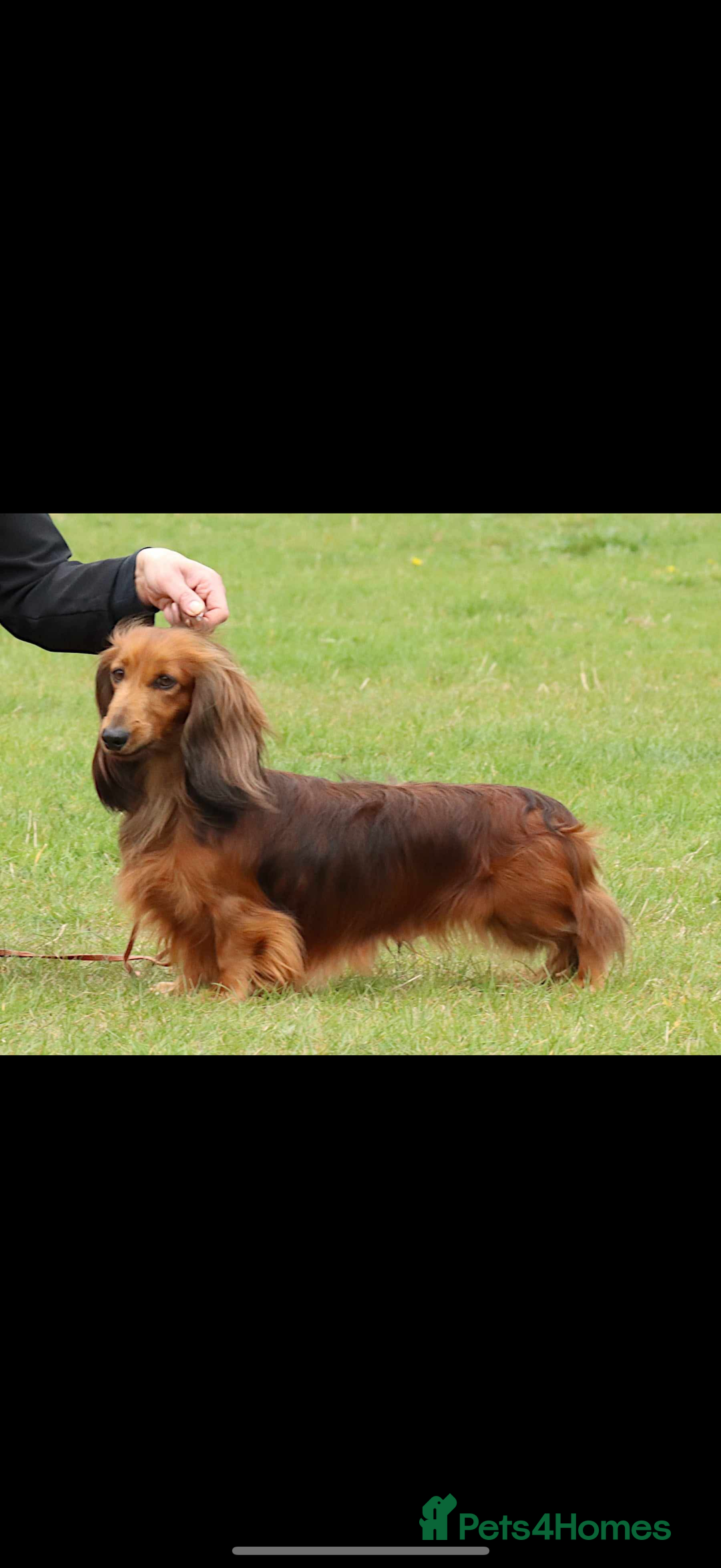 Miniature Dachshund dogs for sale: Mini long hair dapple dachshunds - Image 5