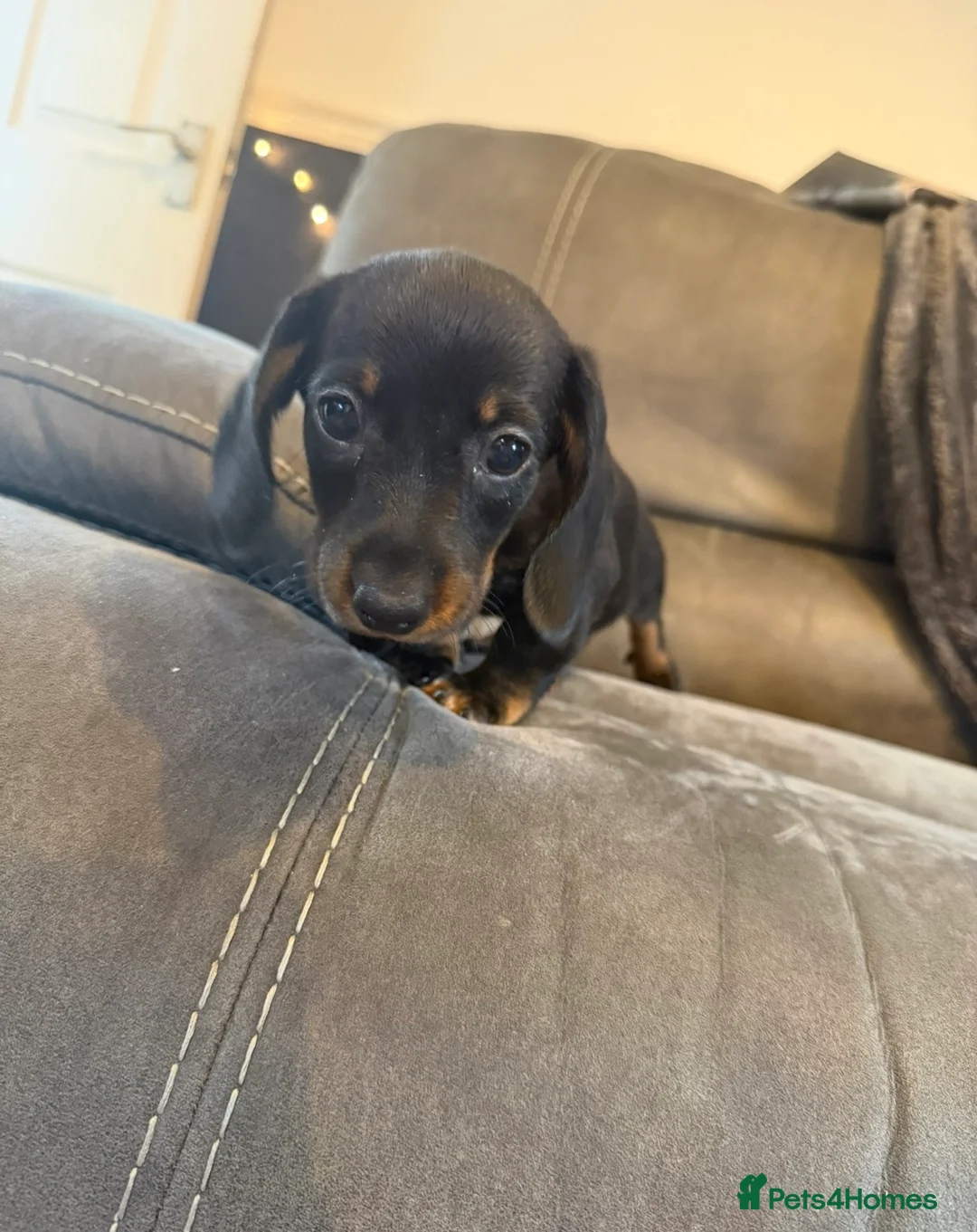 Miniature Dachshund dogs for sale: Three miniature dachshunds in Carmarthen - Advert 2