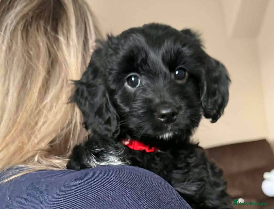 Mixed Breed dogs for sale: Last girl left. Ready to leave now 🥰 - Advert 1