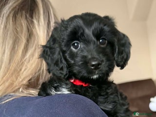 Mixed Breed dogs Last girl left. Ready to leave now 🥰 - Advert 6