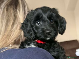 Mixed Breed dogs Last girl left. Ready to leave now 🥰 - Advert 8