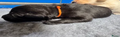 Labrador Retriever 3