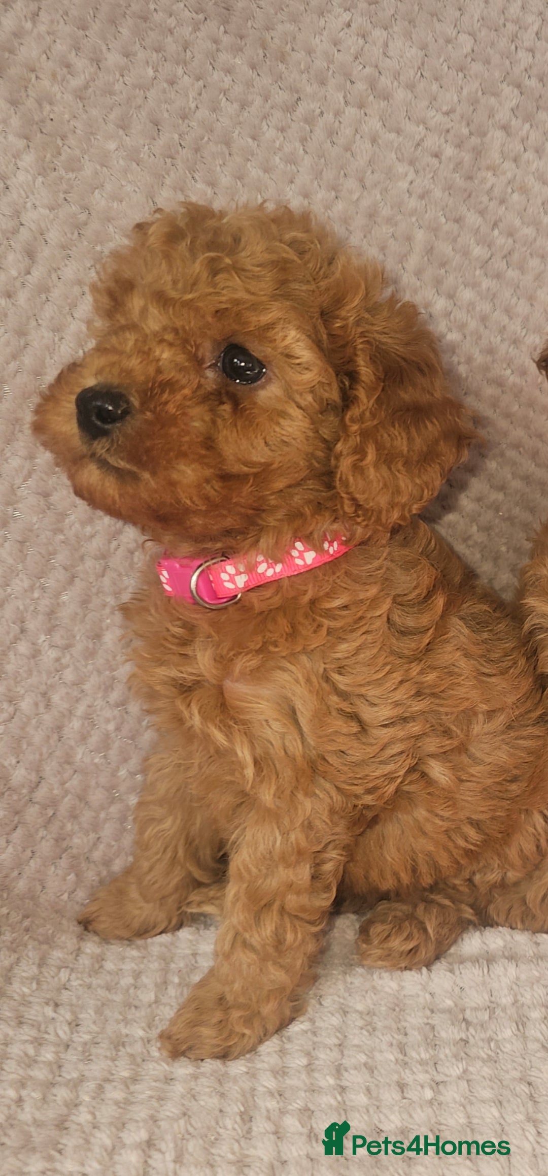 Cavapoo dogs F1b Cavapoo Puppies!!  - Advert 2