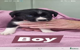 Mixed Breed dogs for sale: Siberian cockers - Image 3
