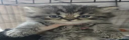 Persian cats for sale: Persian chinchilla kittens for sale 8 wks  - Advert 7