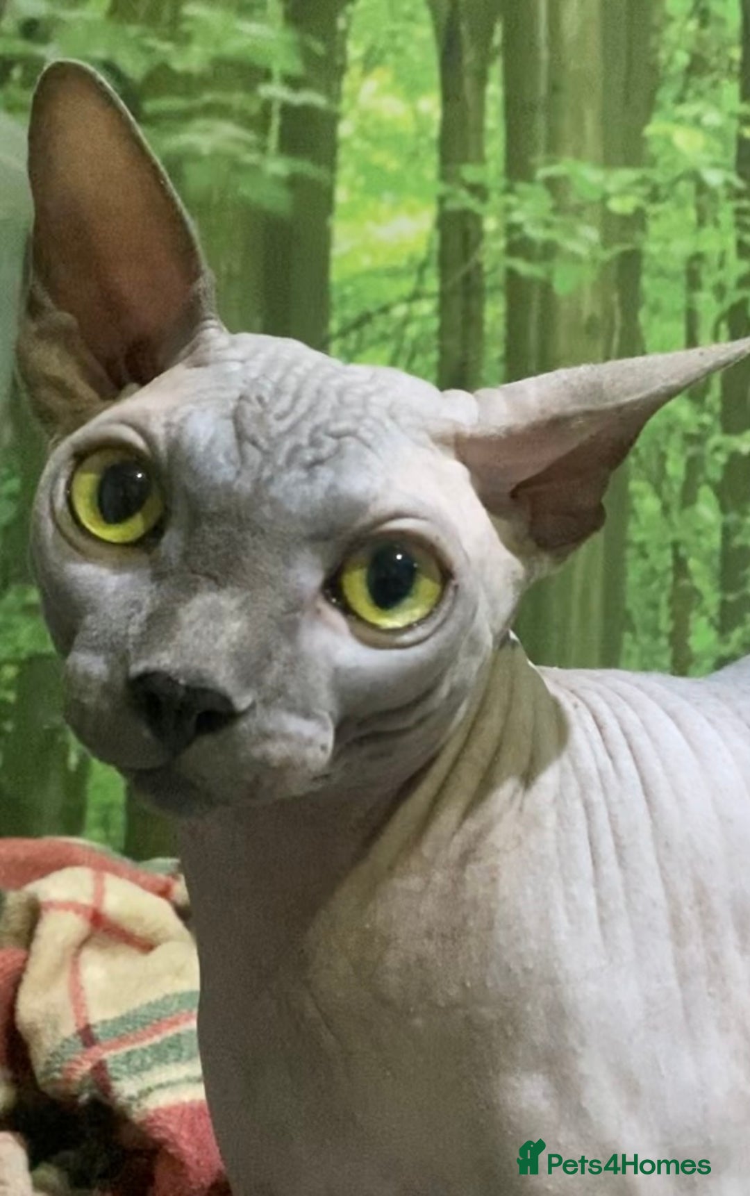 Sphynx cats for sale: Beautiful blue boy  - Image 9