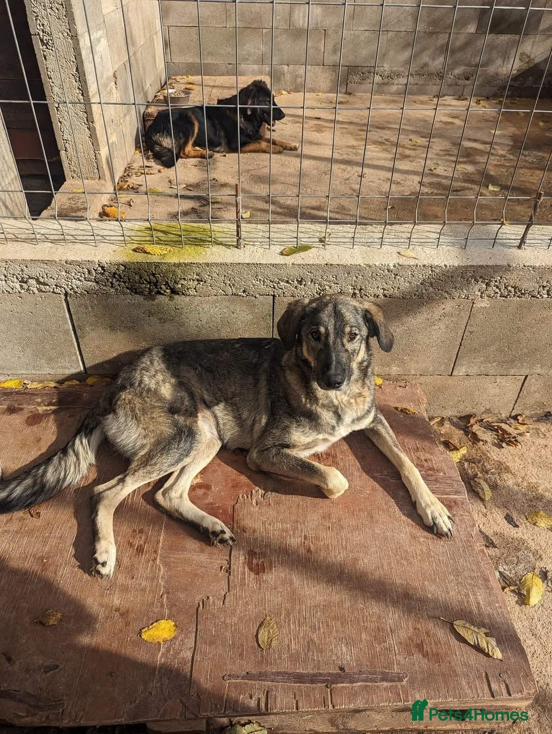 Mixed Breed dogs for adoption: Lucky 💙 - Advert 4