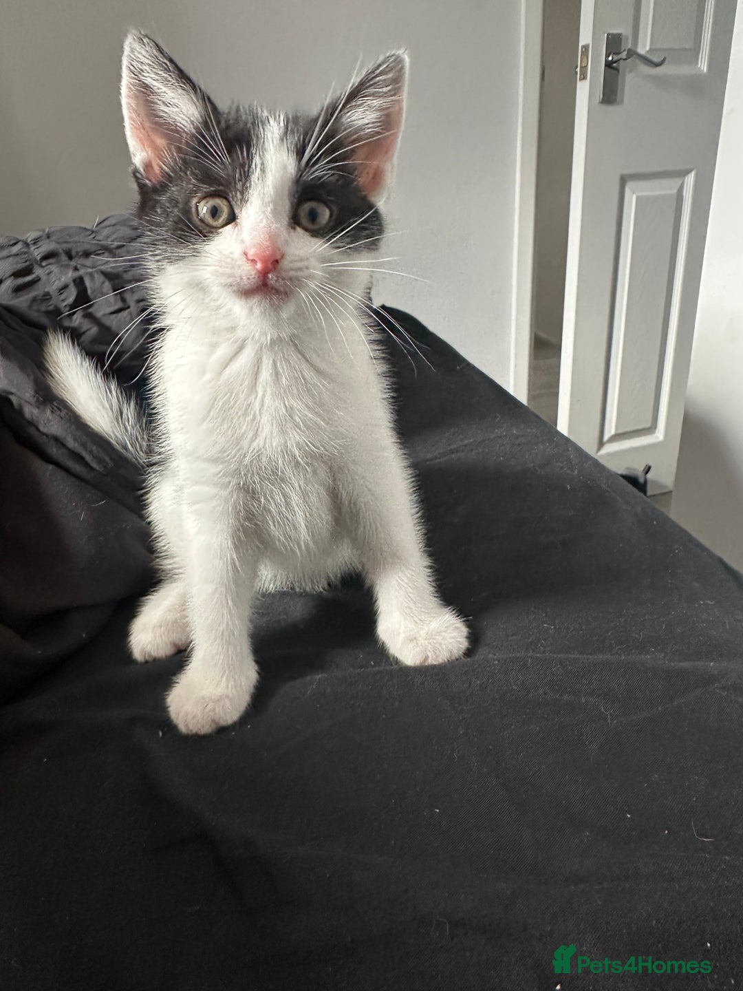 American Shorthair cats for sale: Kittens for sale  - Image 10