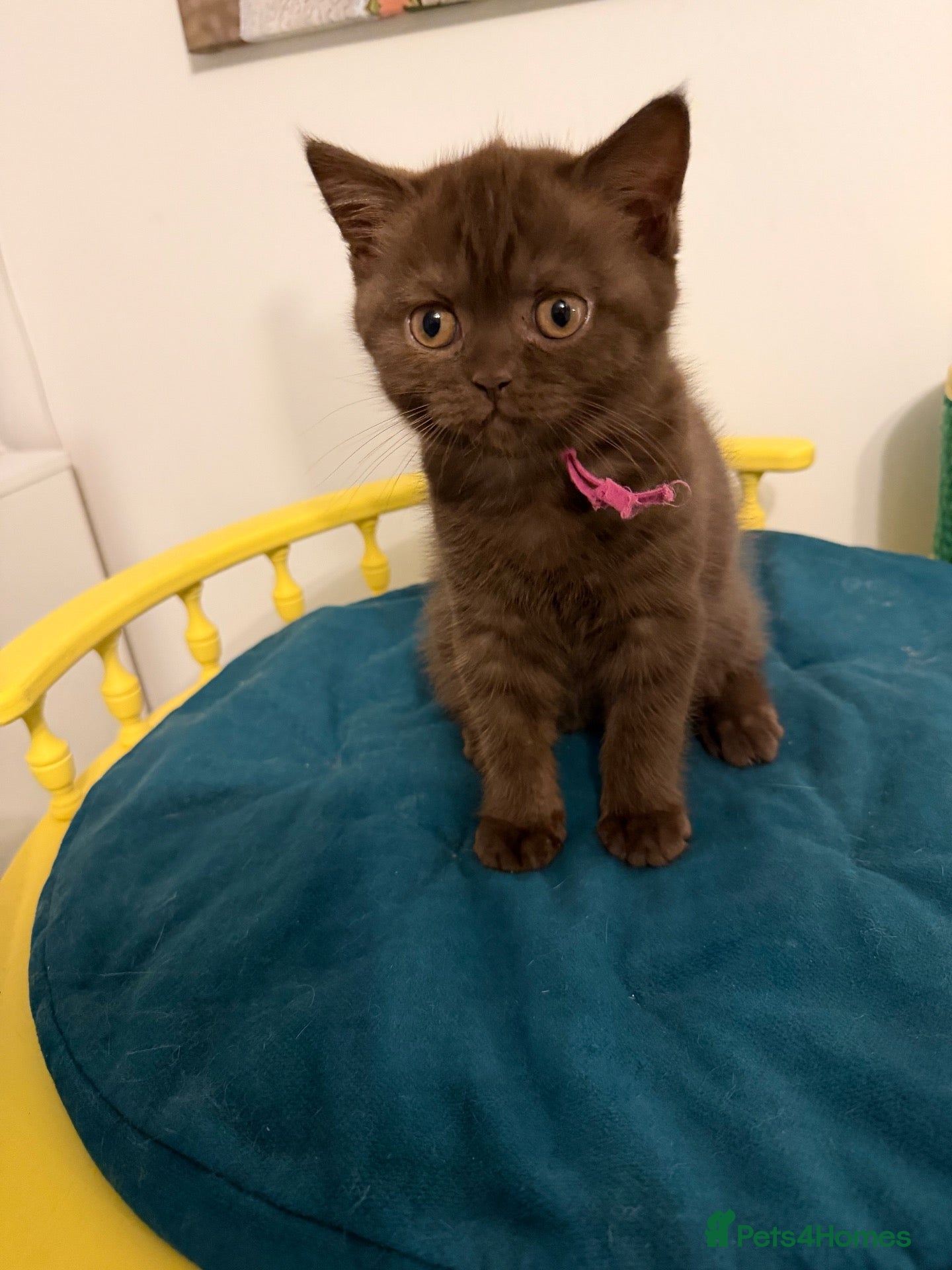 British Shorthair cats BSH kittens TICA registered 💙🩷 - Advert 9