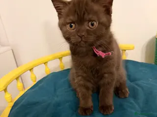 British Shorthair cats BSH kittens TICA registered 💙🩷 - Advert 9