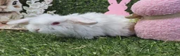 Mini Lop rabbits for sale: Mini lop babies for sale - Advert 13