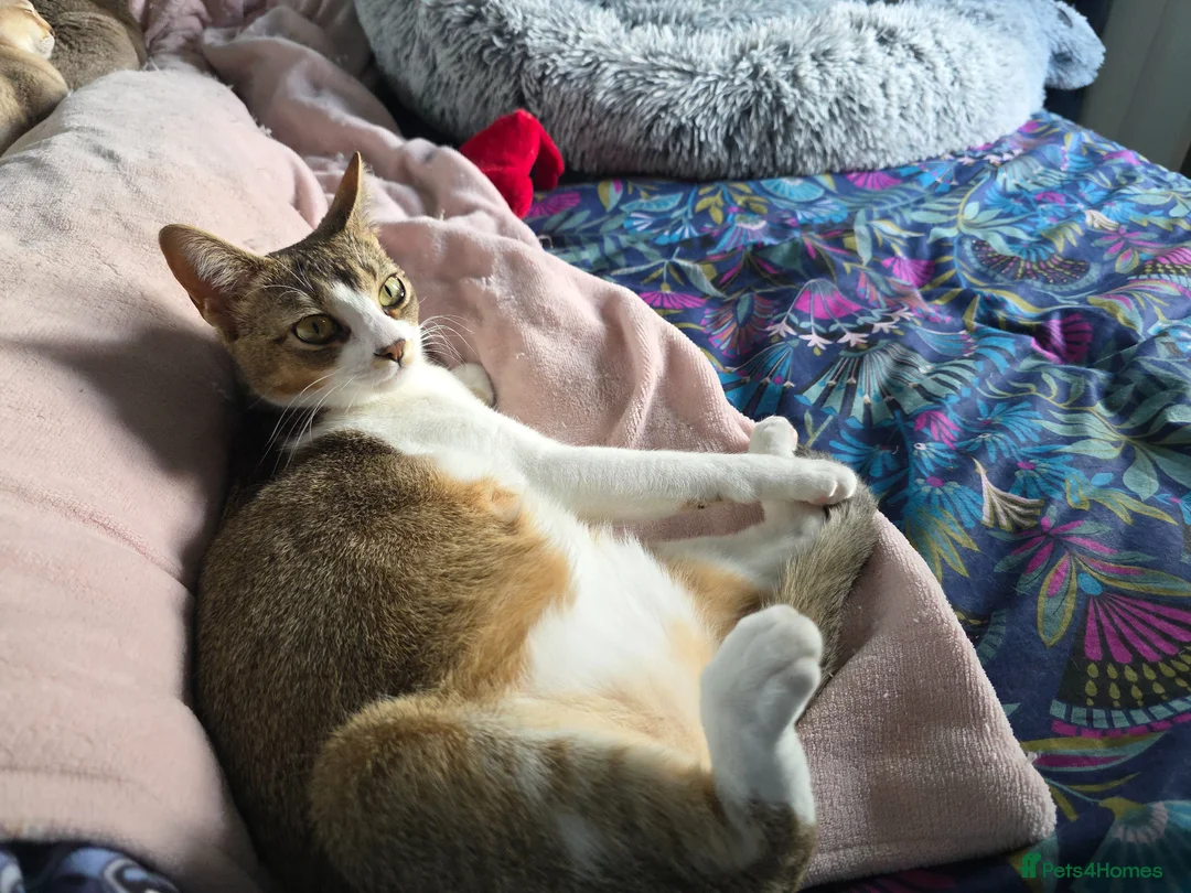 Domestic Shorthair cats for sale: Singapura/Abyssinian/moggie need furever family  - Advert 20