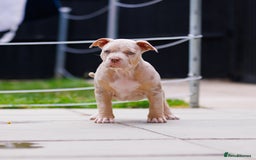 American Bully dogs for sale: REAL QUALITY BULLYS READY  - Image 12