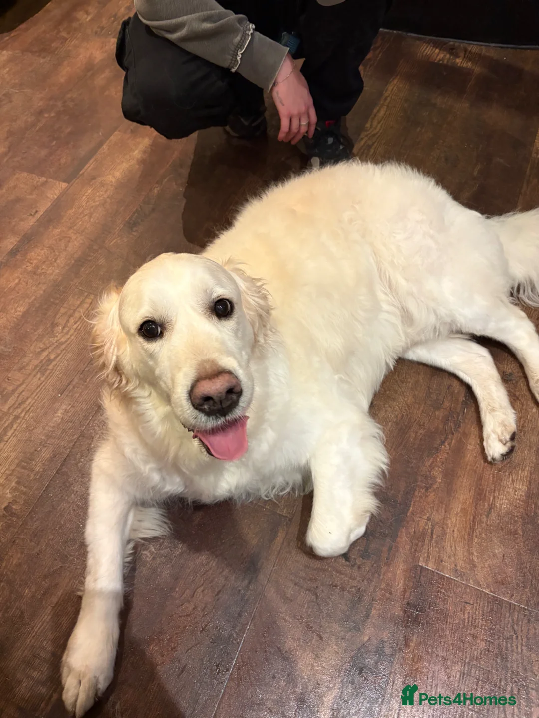 Golden Retriever dogs for sale: Golden Retriever - Advert 2