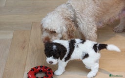 Mixed Breed dogs for sale: Cockapoo - Bernedoodle Pup for sale - Advert 8