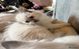 Ragdoll cats for sale: 3 Stunning Ragdoll boys - Image 1