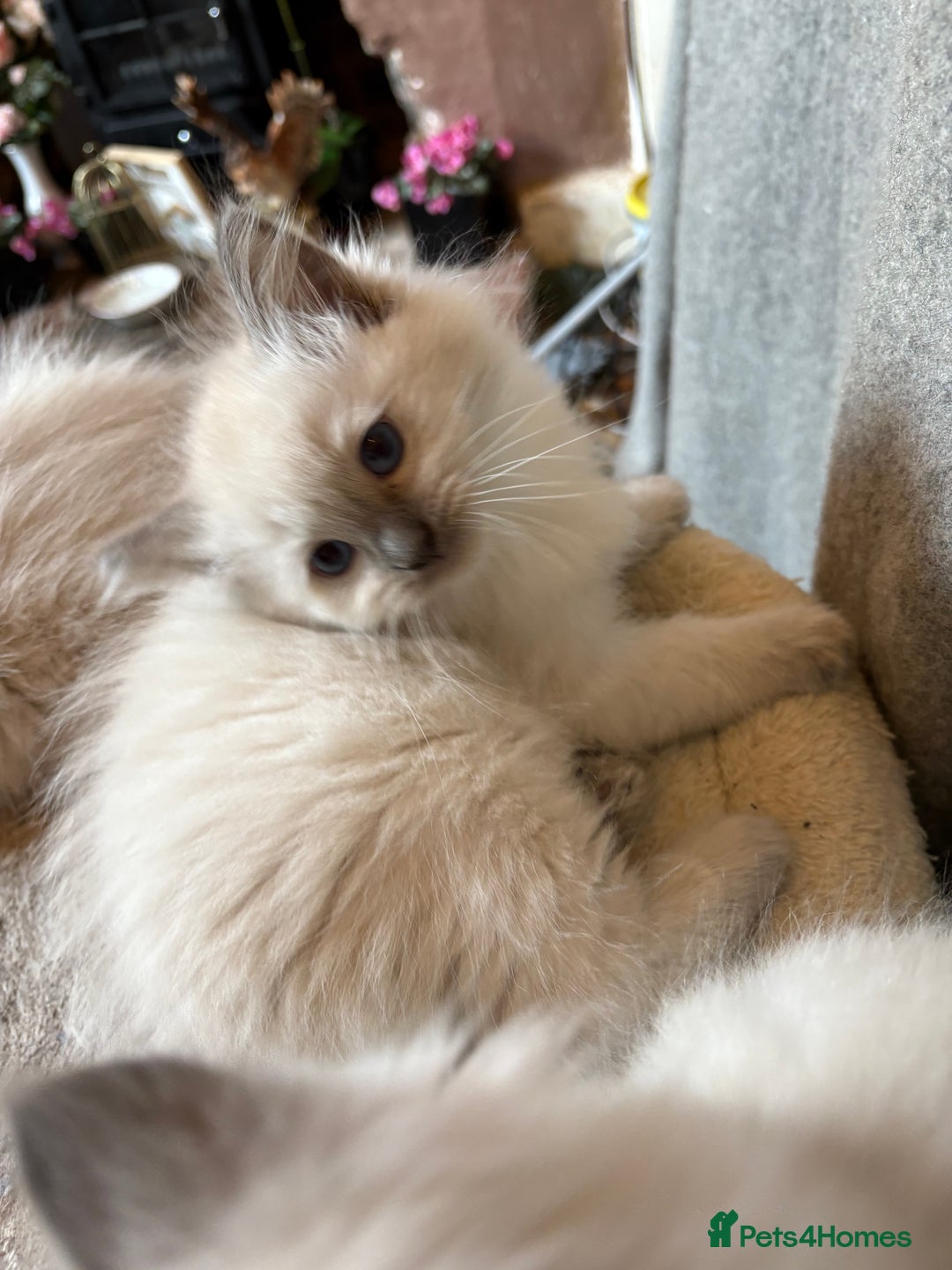 Ragdoll cats for sale: 3 Stunning Ragdoll boys - Image 1