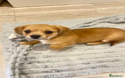 Mixed Breed dogs for sale: SCHWEENIE  .. Just one little boy pup left 🥰 - Image 8