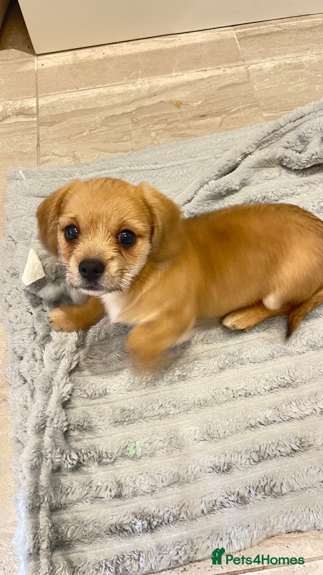 Mixed Breed dogs for sale: SCHWEENIE  .. Just one little boy pup left 🥰 - Image 8