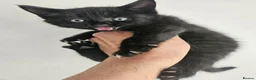 Domestic Shorthair cats for sale: Kittens 2 Boys 1 Girl  - Advert 2