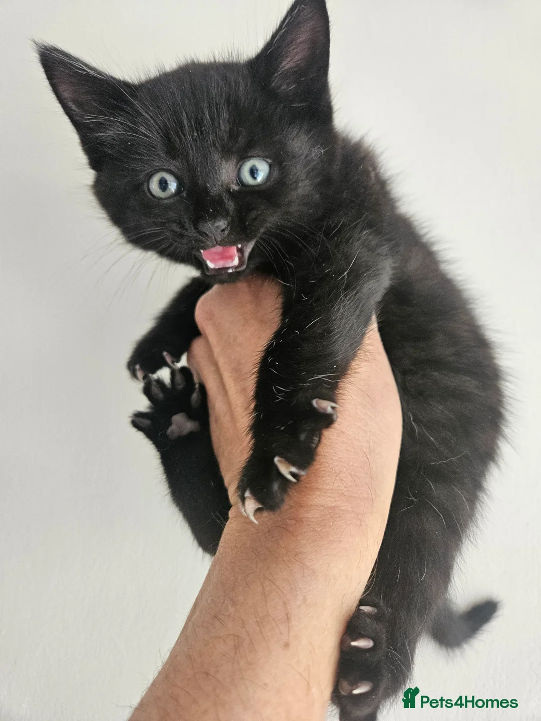 Domestic Shorthair cats for sale: Kittens 2 Boys 1 Girl  - Advert 2