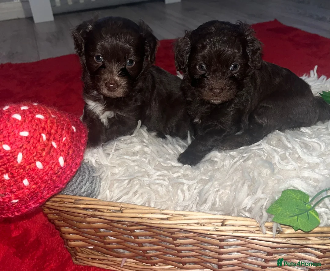 Cockapoo dogs for sale: Beautiful cockapoo puppies  - Advert 5