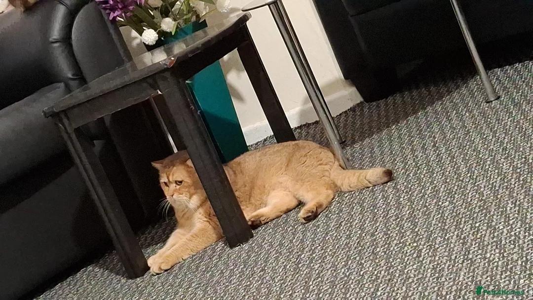 British Shorthair cats for sale: British shorthair cat - Advert 7