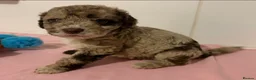 Cockapoo dogs for sale: Stunning cockapoos✨ with unique range of colours  - Advert 12