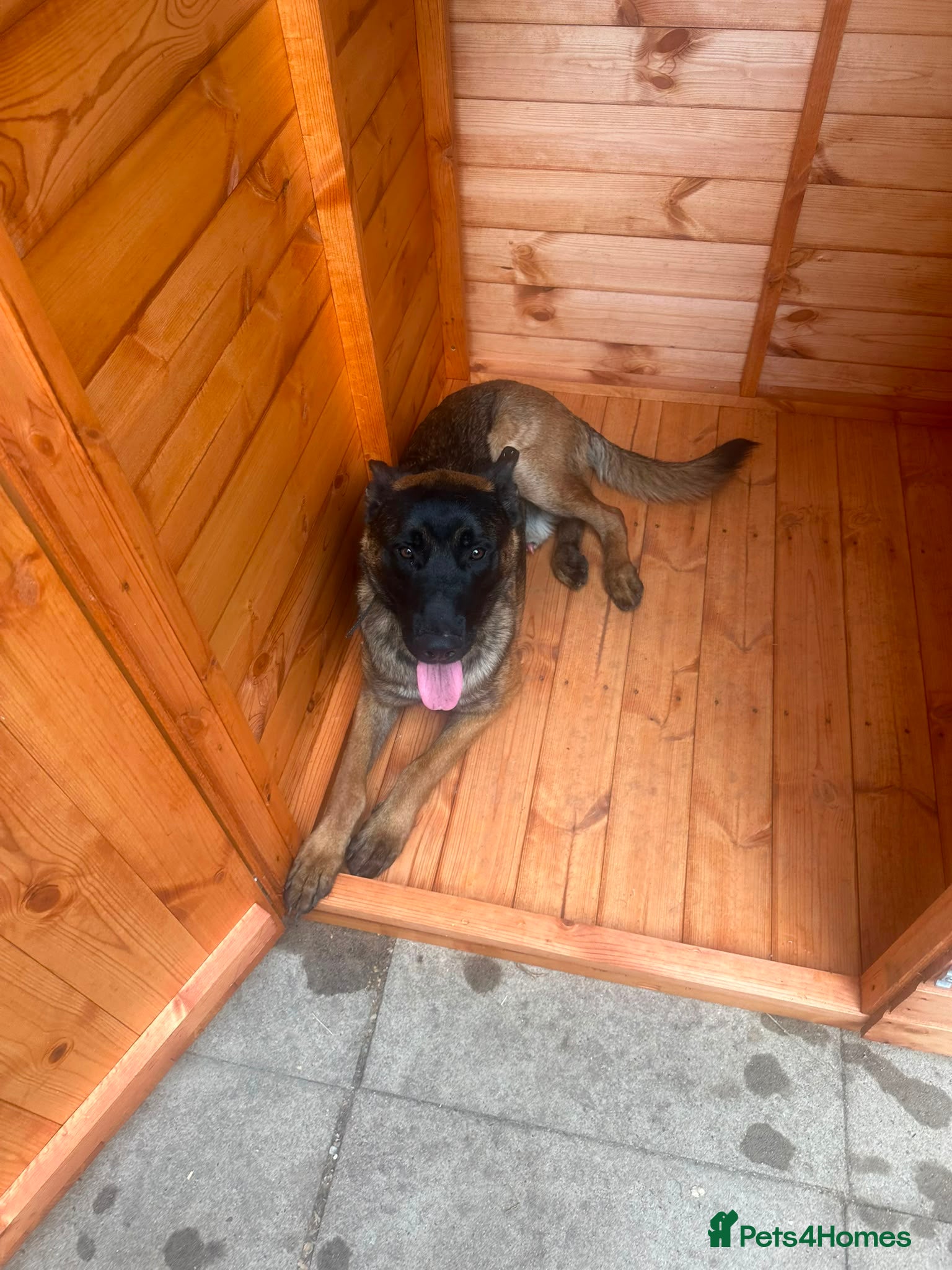 Mixed Breed dogs Belgian Malinois – Energetic & Loyal - Advert 1