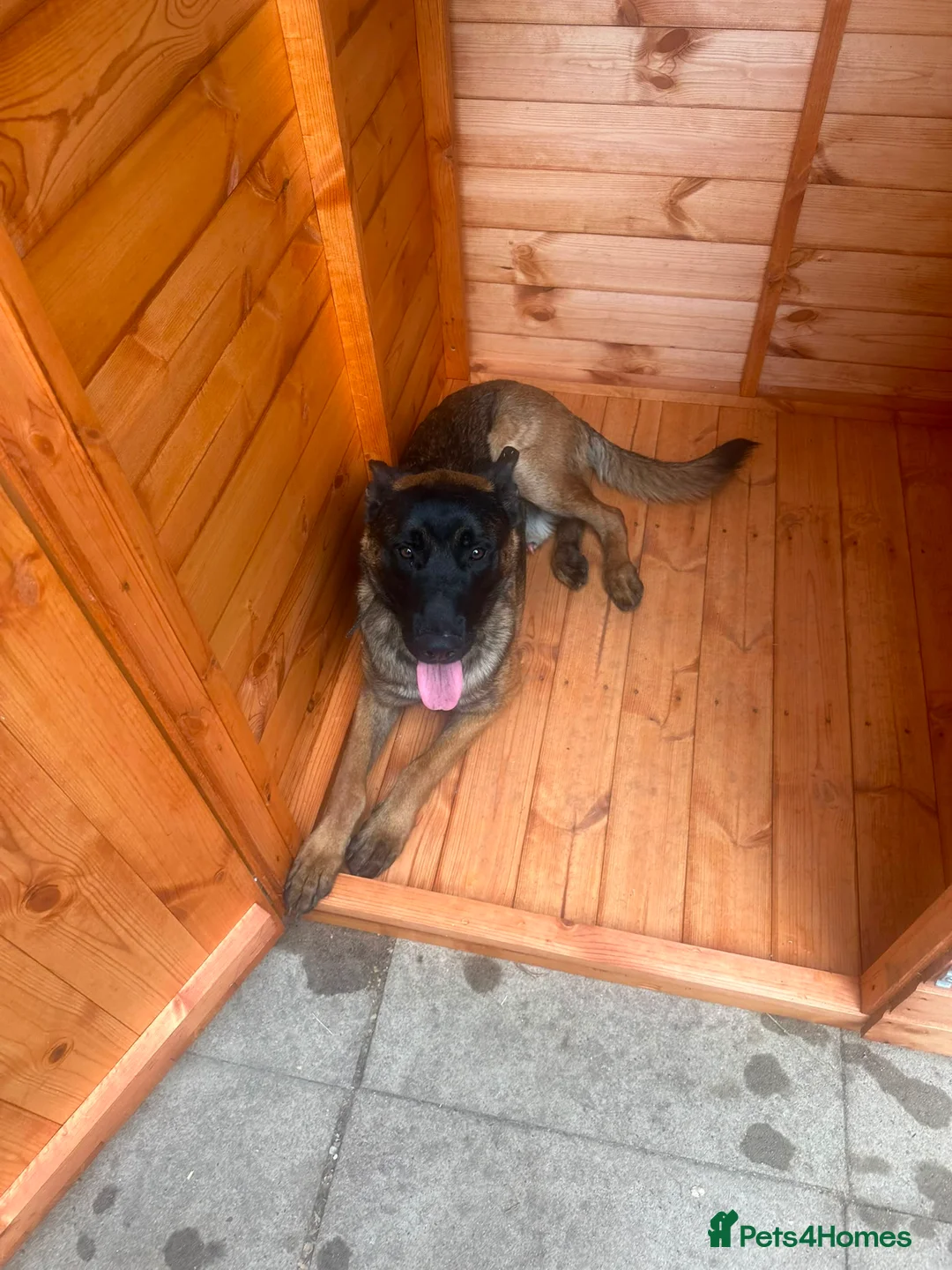 Mixed Breed dogs for sale: Belgian Malinois – Energetic & Loyal in Milton Keynes - Advert 1