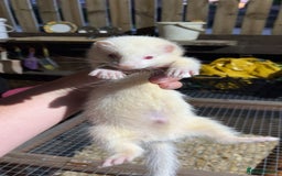 Ferret rodents for sale: Albino ferret kits  - Image 1