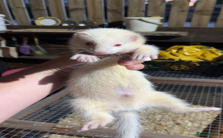 Ferret rodents - Advert 6
