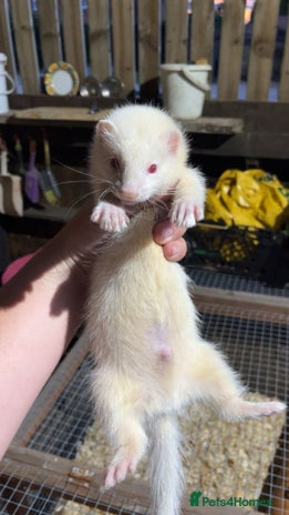 Ferret rodents - Advert 14