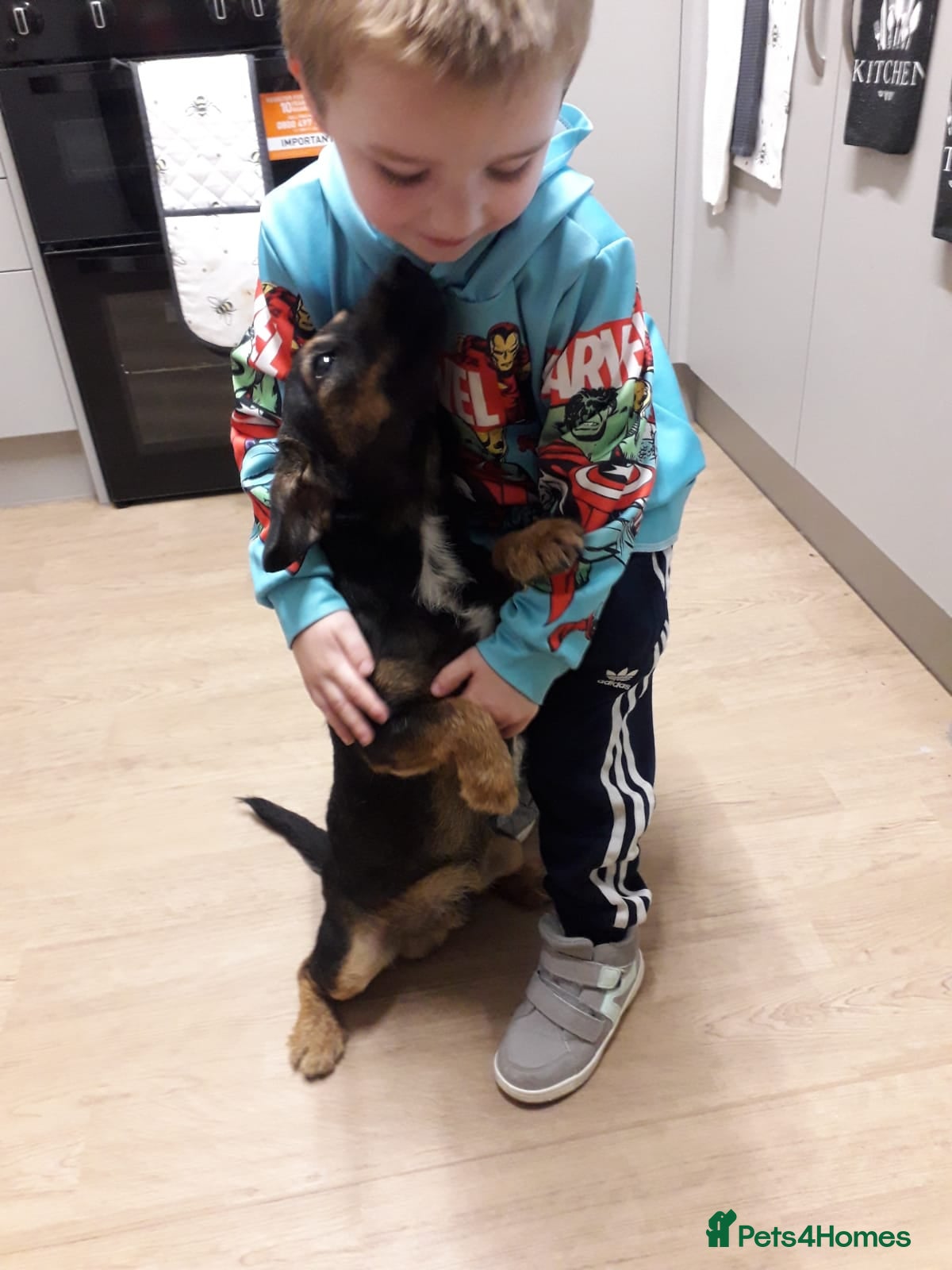 Jack Russell dogs Jack rusell - Advert 16