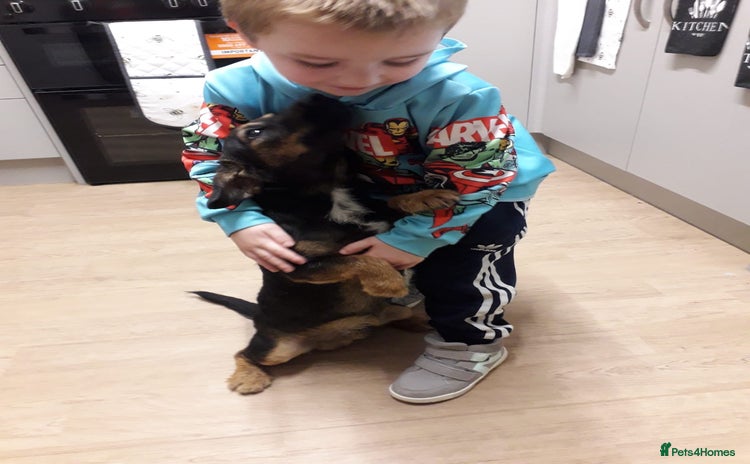 Jack Russell dogs - Advert 3