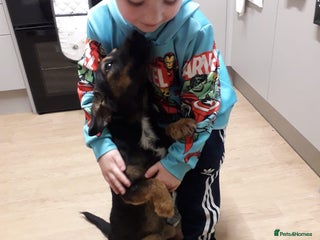 Jack Russell dogs - Advert 3