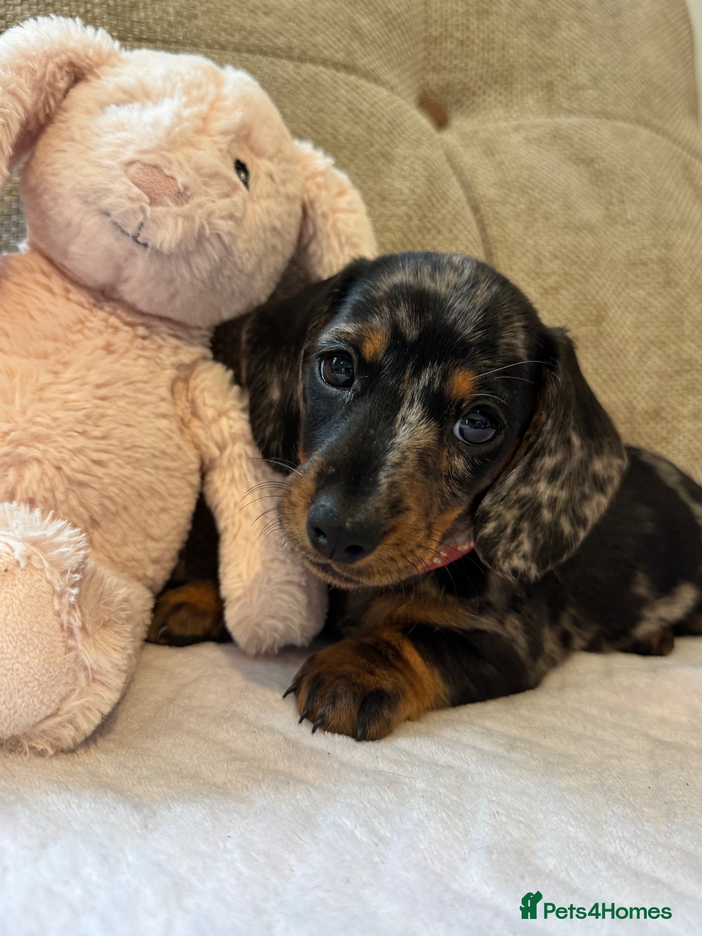 Miniature Dachshund dogs Ready now🐾KC pedigree Mini Dachshund puppies - Advert 11