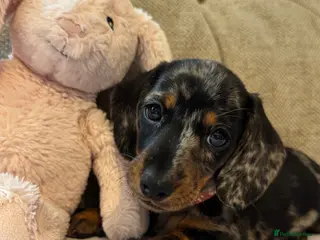 Miniature Dachshund dogs Ready now🐾KC pedigree Mini Dachshund puppies - Advert 11