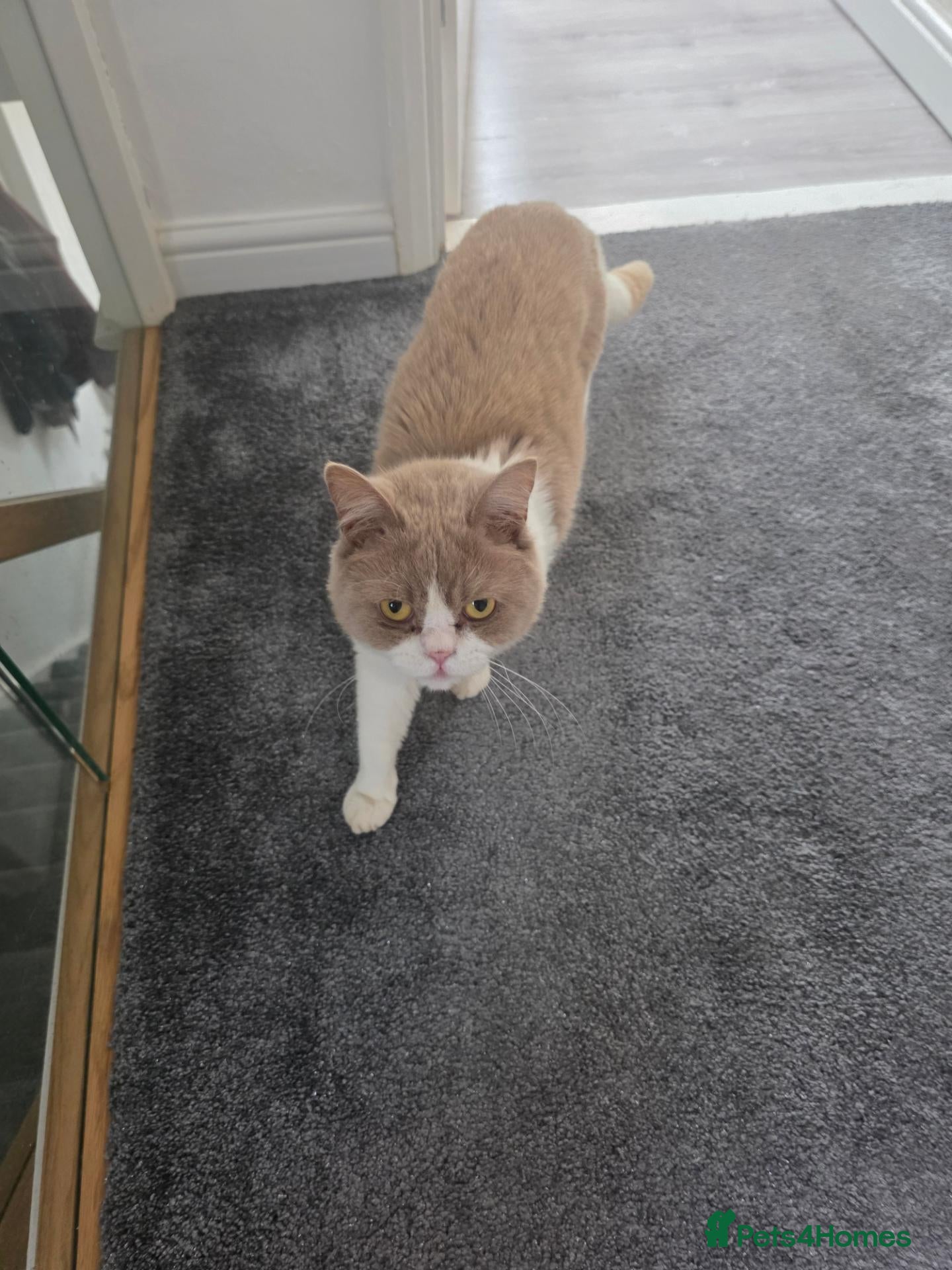 British Shorthair cats 3 beautiful BSH babies ready to reserve  - Advert 2