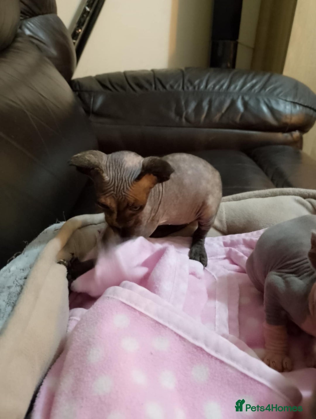 Sphynx cats for sale: 2 male & 4 female canadian sphynx looking for home - Image 10
